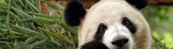 熊猫为什么喜欢吃竹子？