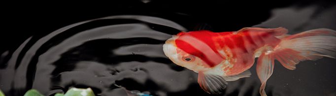 鱼为什么离不开水？