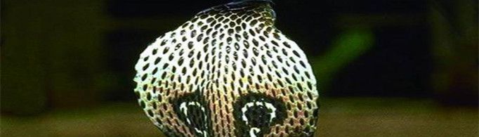 眼镜蛇为什么叫眼镜蛇？