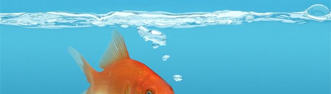 鱼为什么生活在水里？