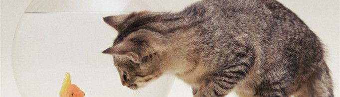 猫为什么爱吃鱼？