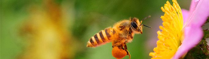 蜜蜂为什么要采蜜？