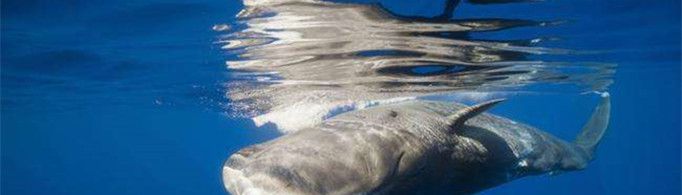 抹香鲸为什么叫抹香鲸？