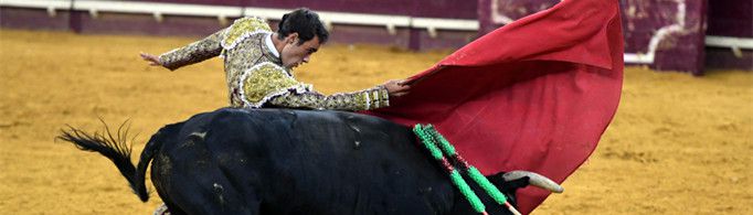 牛为什么讨厌红色？