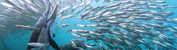 鲨鱼为什么怕海豚？