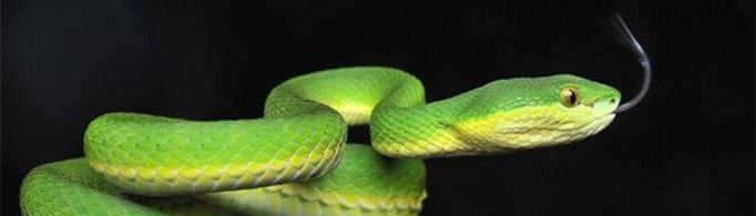 蛇为什么要时不时地吐出信子？