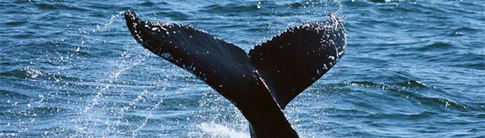 鲸鱼的尾巴为什么是竖着摇？