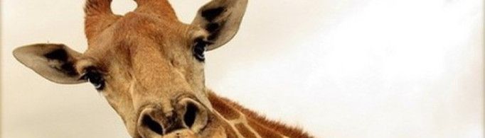 长颈鹿的脖子为什么那么长？