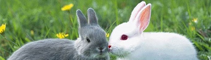 为什么兔子的眼睛是红色的？