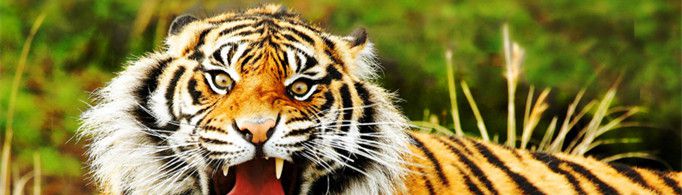 为什么老虎有王字？