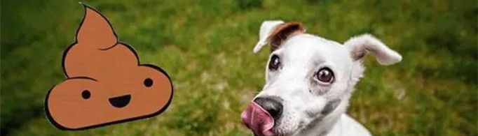 狗为什么吃屎？