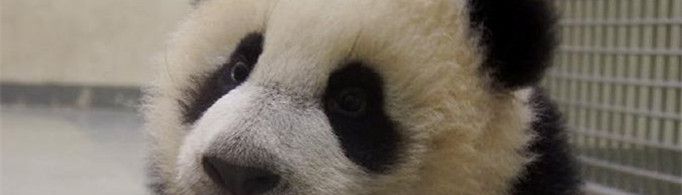 大熊猫为什么叫食铁兽？