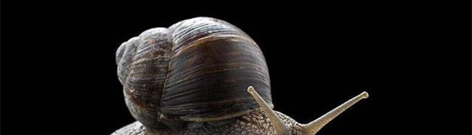 为什么蜗牛爬过的地方会留下痕迹？