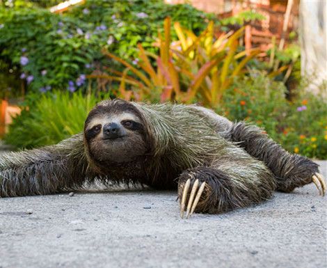 水鬼是什么动物？