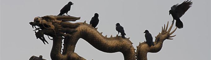 故宫为什么有那么多的乌鸦？