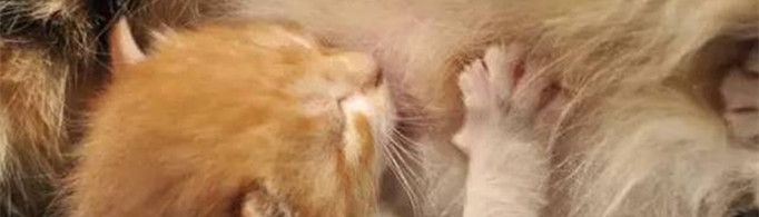 猫猫为什么会对人踩奶？