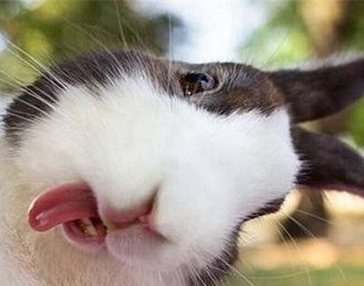 兔子不吃窝边草下一句是什么？