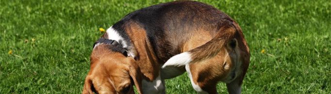 狗排便前为何要先转圈？