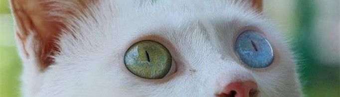 猫的眼睛为什么会发光？