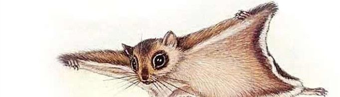 寒号鸟是什么鸟？