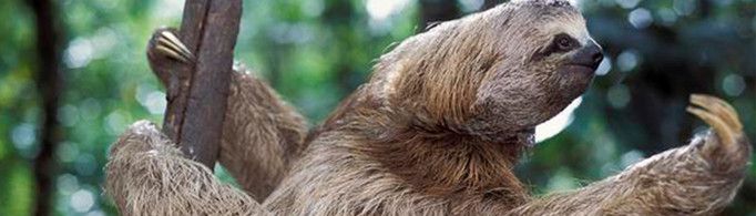 树懒为什么要下树排便？