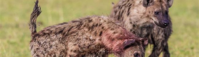 鬣狗为什么喜欢掏肛？