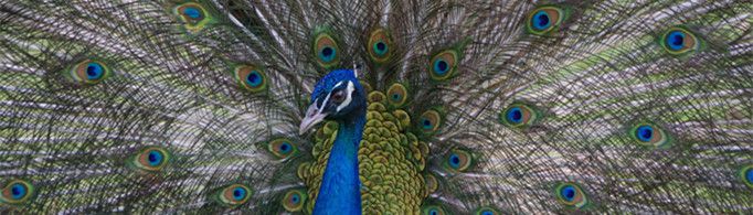 孔雀为什么会开屏？