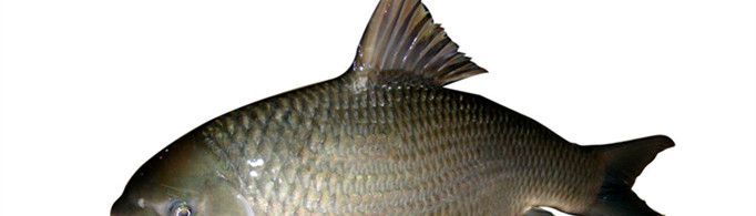 为什么鱼被杀了还能动？