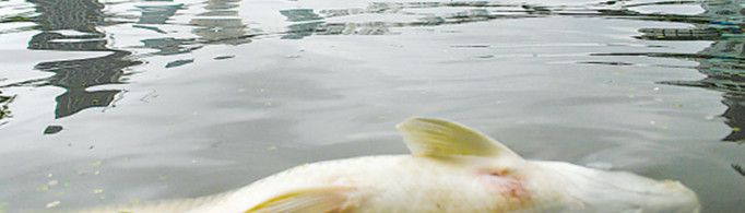 为什么鱼死了会浮起来？