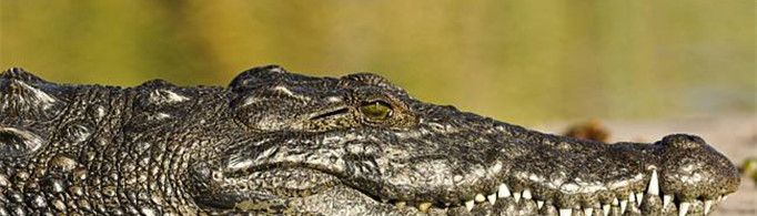 鳄鱼为什么称为活化石？