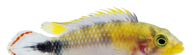 为什么鱼身上会有粘液？