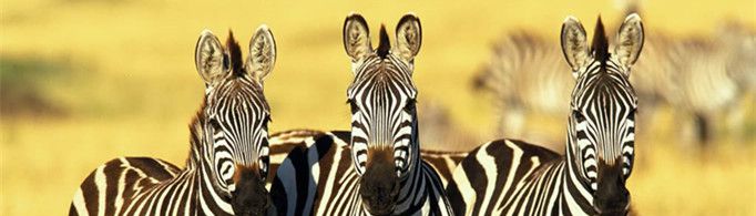 斑马为什么是黑白条纹？