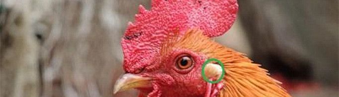 小鸡的耳朵为什么看不见？