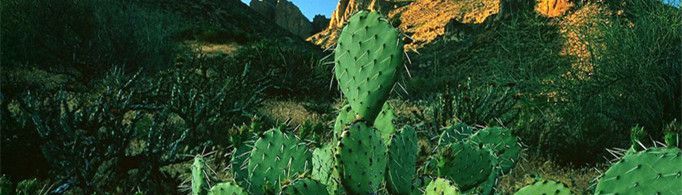 仙人掌为什么长时间不浇水也不枯死？