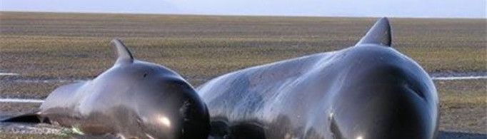 为什么鲸鱼会搁浅？