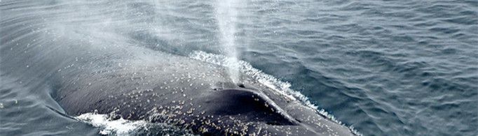 为什么鲸会喷水？