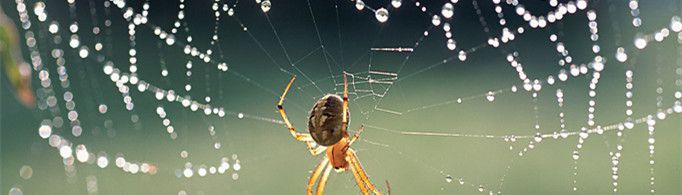 蜘蛛为什么会吐丝？