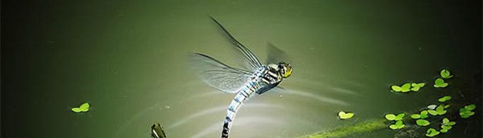 蜻蜓为什么要点水？