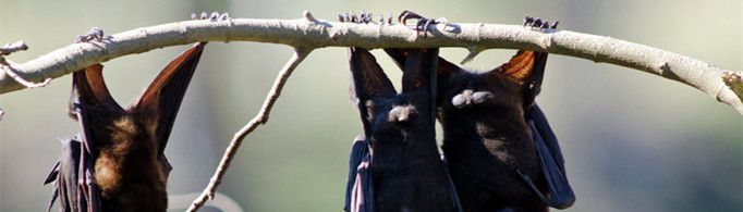 为什么蝙蝠会经常倒吊着？