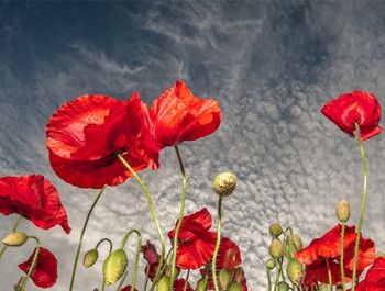 恶之花是什么？