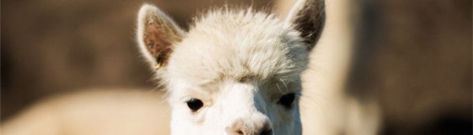 羊驼为什么叫草泥马？