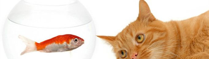 猫吃鱼为什么不怕刺？