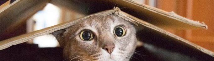 猫咪为什么喜欢纸箱？