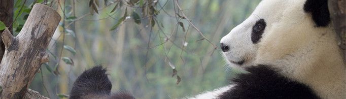 为什么大熊猫会濒临绝种？