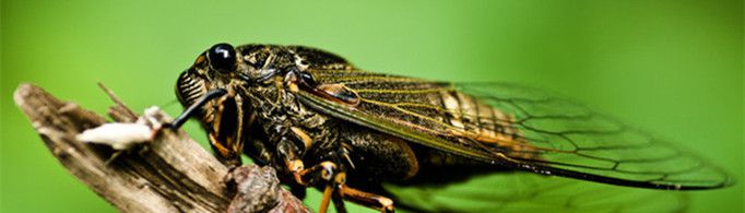 蝉为什么叫个不停？