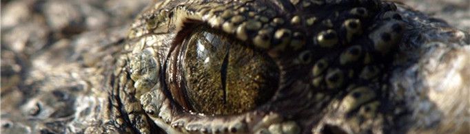 鳄鱼为什么会流眼泪？