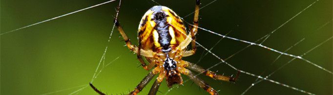 蜘蛛为什么不是昆虫？