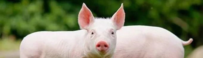 非洲猪瘟是如何传入中国的？