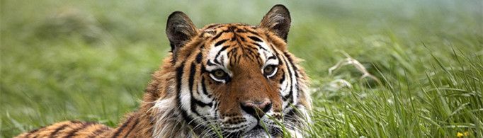 为什么老虎是金黄色的？