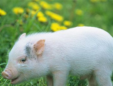 人吃了得非洲猪瘟的猪会怎样？